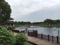 -荷塘月色湿地公园·向阳花洲