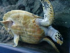 -上海海洋水族馆