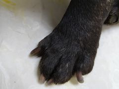 -中农国际动物医院24小时·猫科·骨科·急重症中心