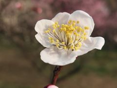 -梅花山(明孝陵内)