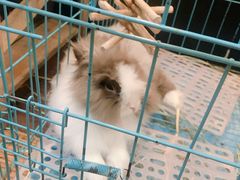 -志龙皇冠吃货椰子铺