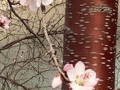 -桃花堤公园