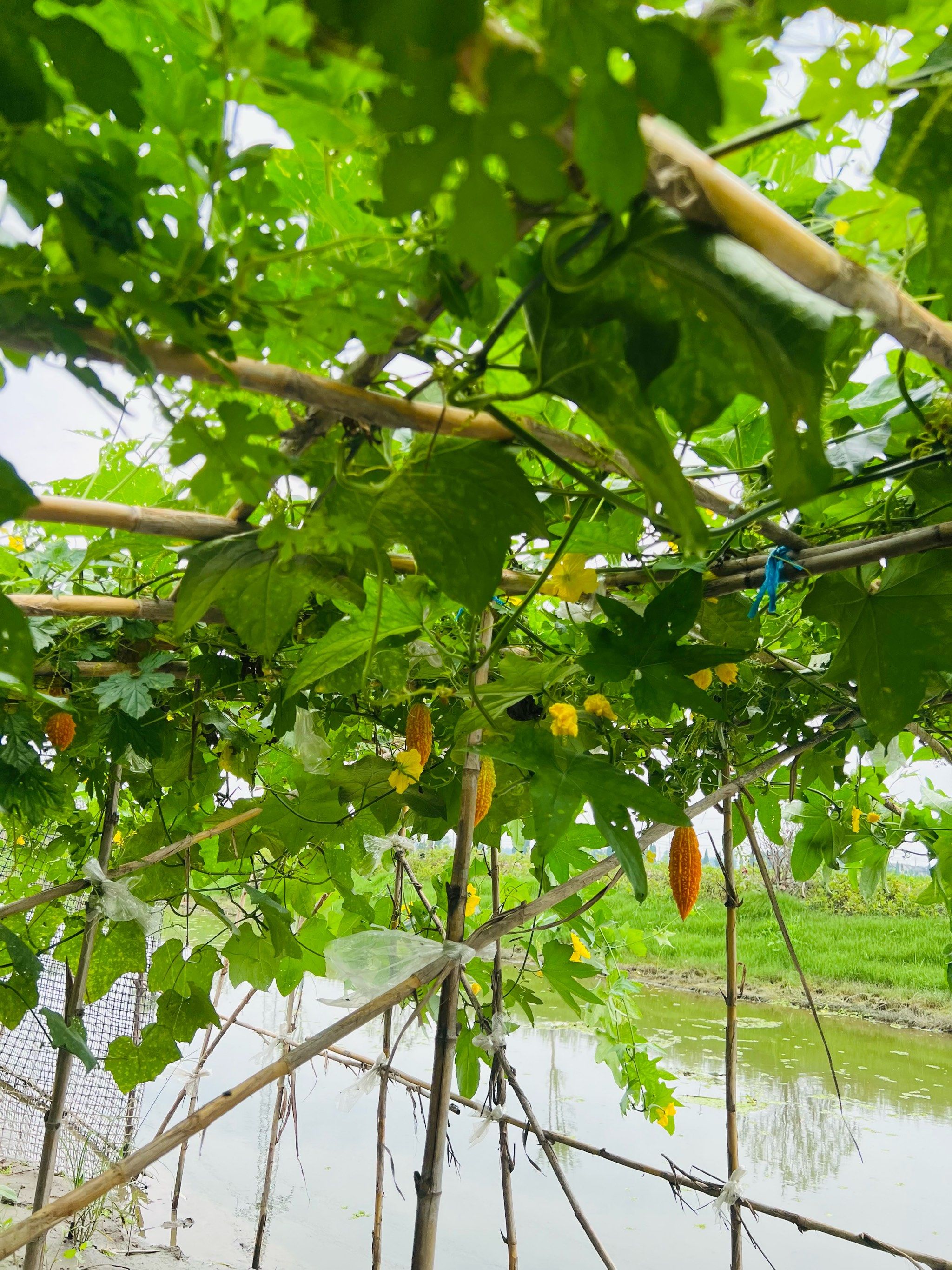 天天领红包癞葡萄又名金铃子!儿时的记忆,小时候的味道!青香!