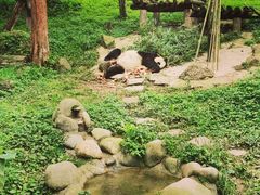 -都江堰中华大熊猫苑
