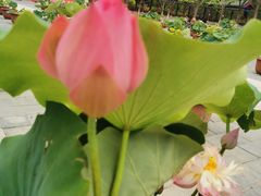 -莲花池公园
