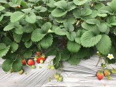 -青浦采草莓天天草莓园