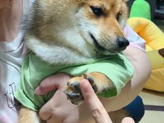 -逗柴咖啡屋·狗咖猫咖宠物桌游