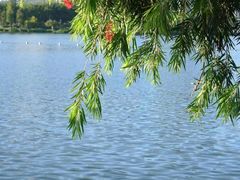 -飞来湖湿地公园