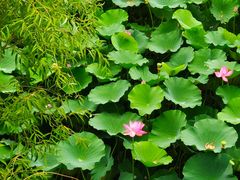 -北京麋鹿生态实验中心