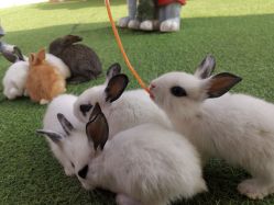 -萌宠亲子动物乐园(槐房万达店)