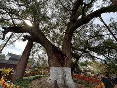 -新安江山水画廊风景区