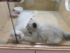-屋虎猫馆(宝安大仟里店)