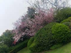 -桃花岛景观公园