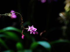 -卡帕莱度假村(西巴丹岛)