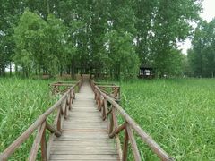 -微山湖红荷湿地景区