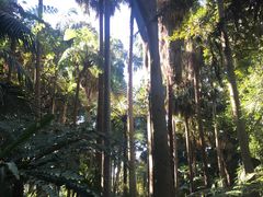 -墨尔本皇家植物园