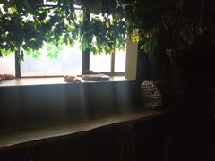 -猫猫幼稚园·撸猫·桌游·电玩