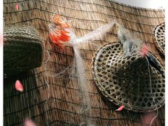 -官塘鱻鱻鱼生