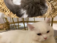 -飞行喵MR PILOT|猫舍·猫咖(静安大融城店)