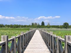 -野鸭湖国家湿地公园