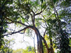 -瑞丽独树成林风景区