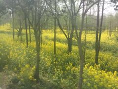 -溱湖国家湿地公园