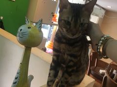-李小姐の猫咖啡馆(五角场店)