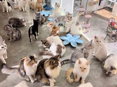 -more than meow吴止猫主题餐厅(承德 中船汇店)