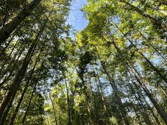 -桤木河湿地公园