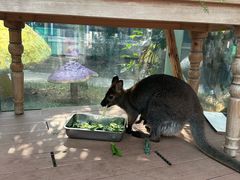 -正佳雨林生态植物园