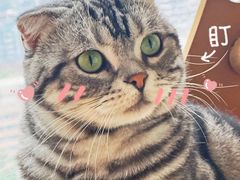 -Catmate·猫肥家润(金润铂宫店)