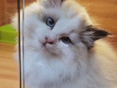 -猫十亿·布偶金渐层·曼基康矮脚猫舍(青年路店)