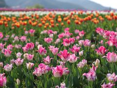 -径山花海