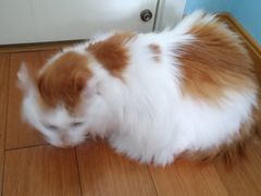 -李小姐の猫咖啡馆(五角场店)
