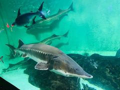 -太平洋海底世界