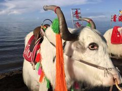 -青海湖国家重点风景名胜区