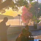 不卷萧岗和华师，广州河堤的异木棉花瀑