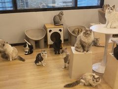 -有喵·猫咖·狗咖·30几只猫10只小狗(岗厦店)