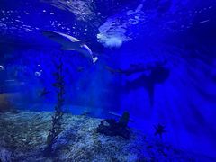 -太平洋海底世界