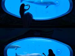 -海合安成都极地海洋公园