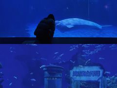 -海合安武汉极地海洋公园