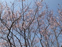 -顾村公园