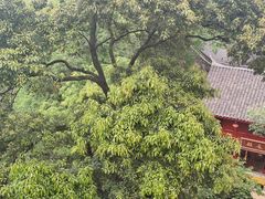 -青城山