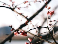 -九龙湖公园