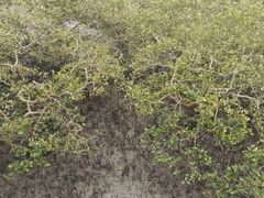 -北海金海湾红树林生态旅游区