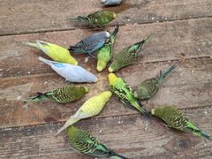 -南宫五洲植物乐园