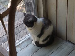 -海边的猫和咖啡馆
