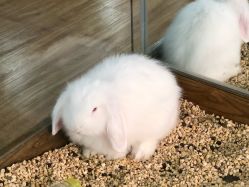 -未来动物城主题公园(正弘城店)