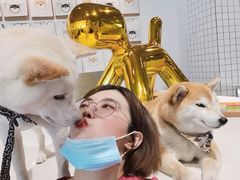 -柴务处·柴犬主题狗咖