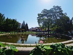 -莲花池公园